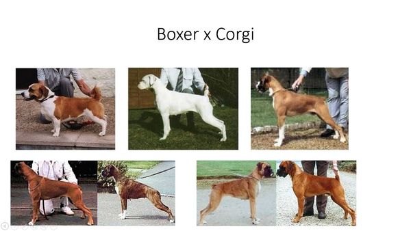 outcross Boxer x Corgi