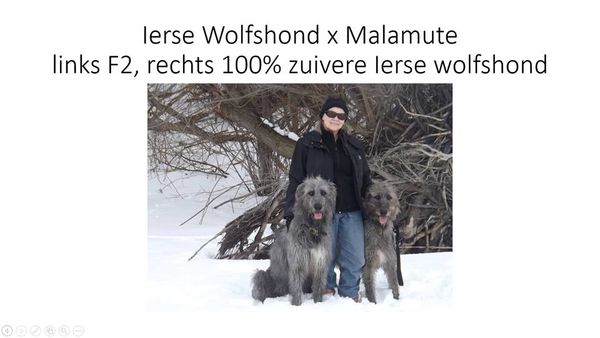 outcross Ierse Wolfshond x Malamute